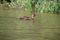 Un canard vers Sauliac sur Cl