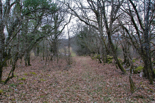 Hors sentier dans le Bois de Ferrires