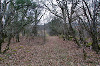 Hors sentier dans le Bois de Ferrires