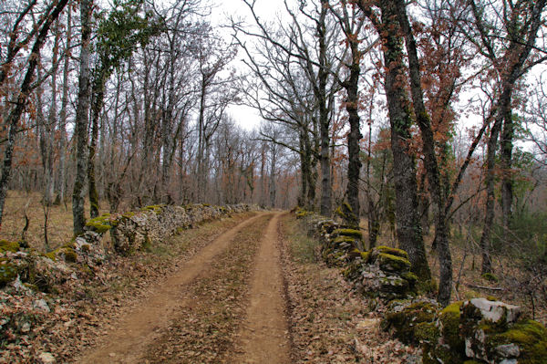 Le chemin dans le Bois de Ferrires