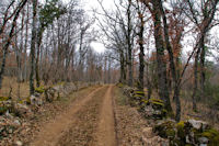 Le chemin dans le Bois de Ferrires