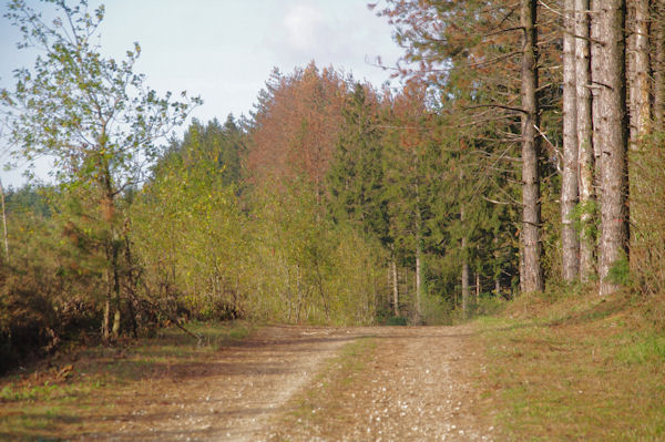 Le chemin au dessus de La Vaysste