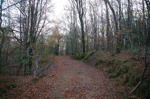 Dans la fort de la Vialette