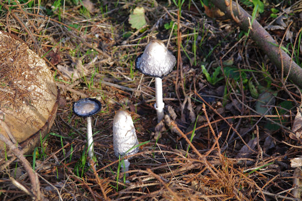 Jolis champignons  la Plaine de Roquefort