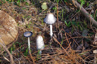 Jolis champignons a la Plaine de Roquefort