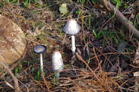 Jolis champignons  la Plaine de Roquefort