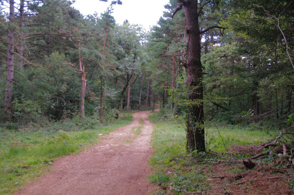 Entre les vallons des ruisseaux des Avaris et d_Aygo Pesado