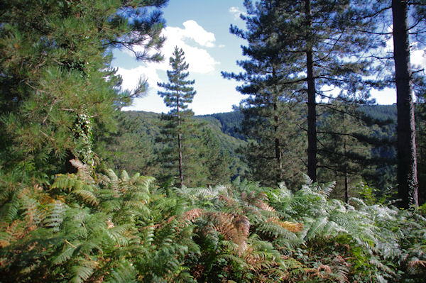 Le vallon bois du ruisseau des Avaris