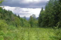 Une petite trou dans le Bois de St Amancet pour voir la valle de Castres