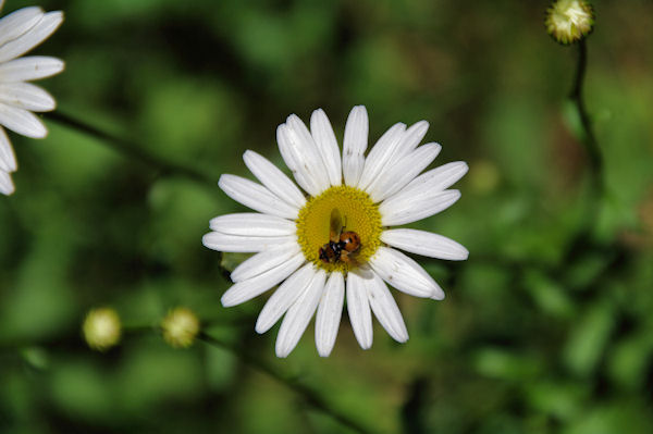 Marguerite butine