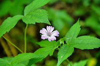 Jolie fleur dans la valle de la Durencuse