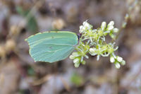 Feuille ou papillon