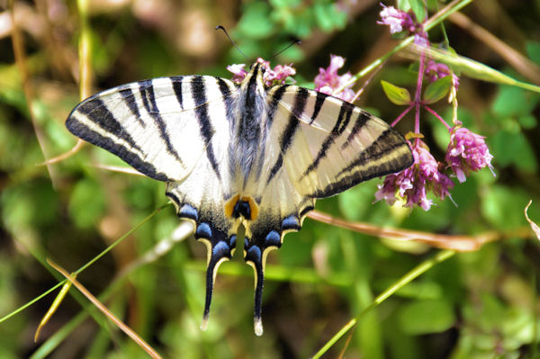 Joli machaon