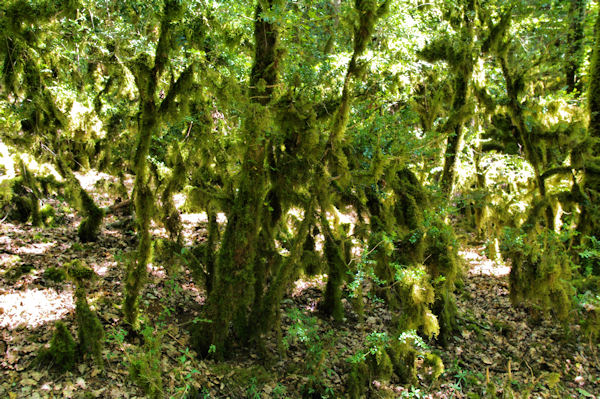 Arbres et mousses entrelacs