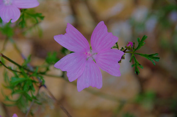 Belle fleur dans le Bois Communal d_Alqui