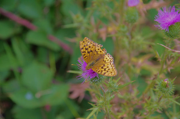 Papillon butineur