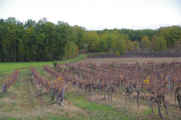 Les vignes vers as Clots