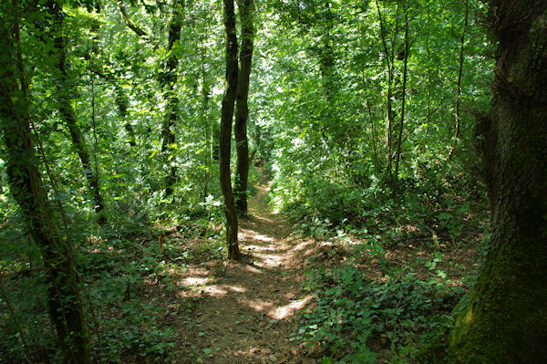 Le sentier de descente vers Massaguel