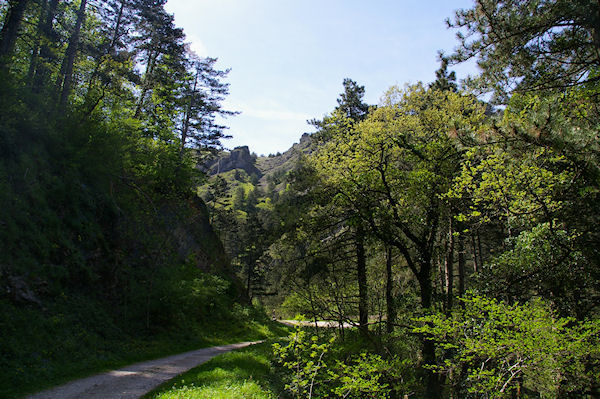 La valle arbore du Taurou