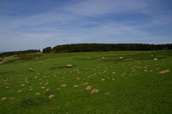 Les verts paturages au dessus de la Ferme Albouy