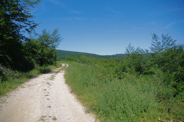 Le chemin vers Saigne de Peyreblanque