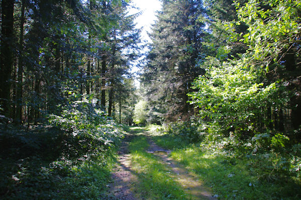 Le chemin vers Peyres-Grises