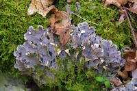 Lichens