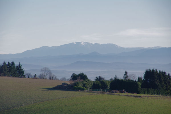 Le Canigou depuis La Barraque ou Las Tapios