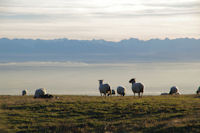 Des moutons au dessus d'En Roujou