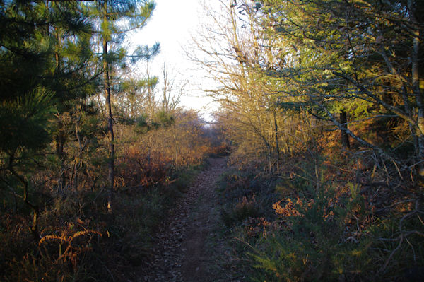 Le chemin descendant vers le vallon du ruisseau de Poutou