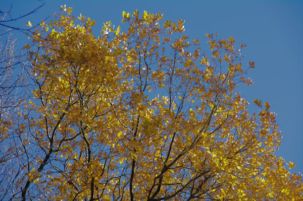 Couleurs d_hivers dans le vallon du ruisseau de Montmaur