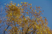 Couleurs d'hivers dans le vallon du ruisseau de Montmaur