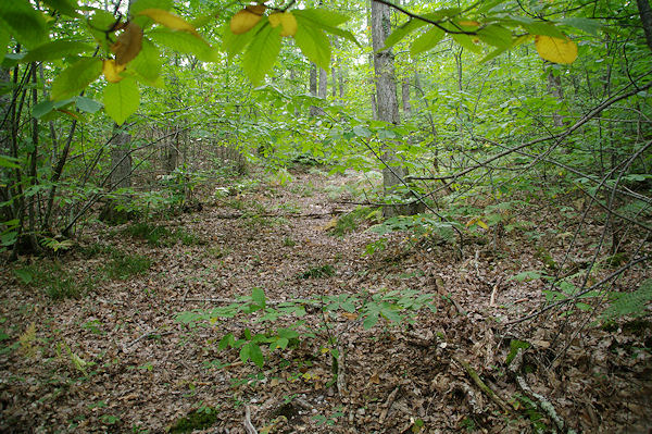 Errance dans le vallon du ruisseau de Pradelis
