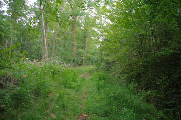 Le chemin longeant le ruisseau du Gourpat