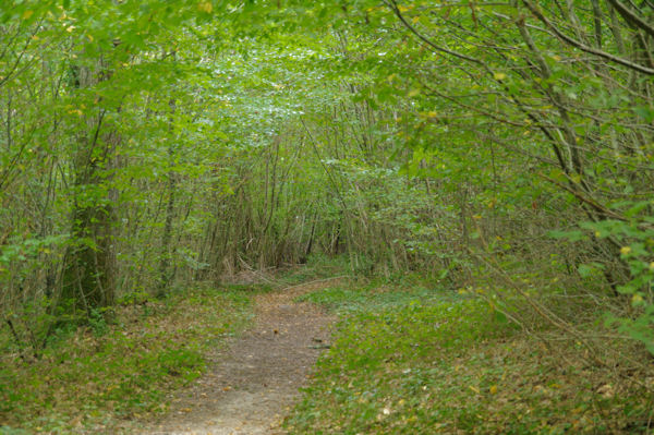 Dans le vallon du ruisseau de Sivens