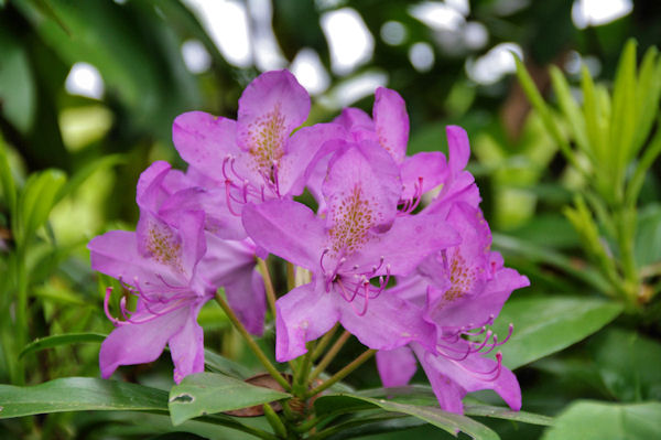 Belles fleurs  Ricard