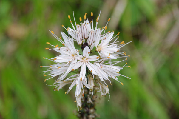 Une orchide vers Martinet Haut