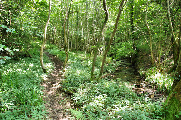 Le vallon bois du Mouscaillou, en haut des cascades