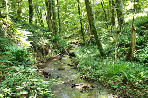 Le vallon bois du Mouscaillou, en haut des cascades
