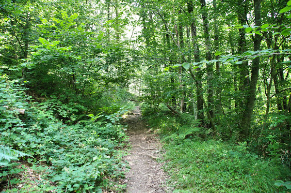 Le chemin en contre haut du ruisseau du Mouscaillou