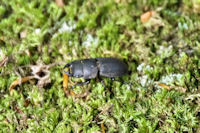 Une jeune lucane