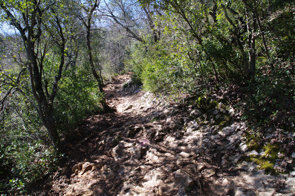 Le chemin montant au Pech de Coumo Davit