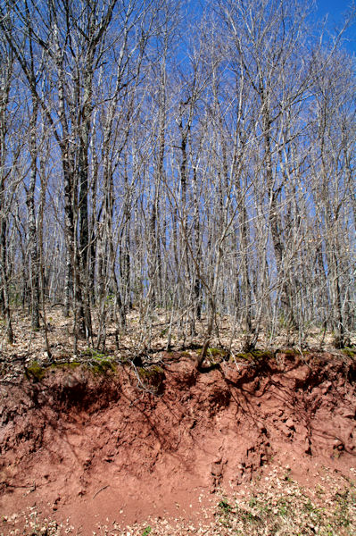 Contraste de couleurs sur la route forestire de la Plgade