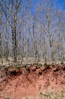 Contraste de couleurs sur la route forestiere de la Plegade