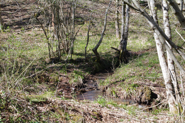 Ruisseau dans la fort de Grsigne