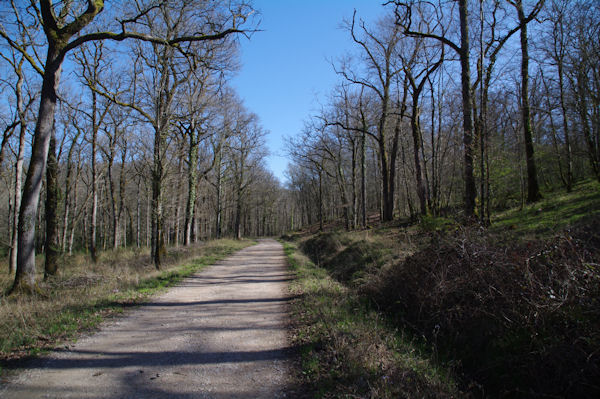 La route forestire de la Martinio