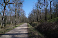 La route forestire de la Martinio