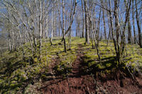 Contraste de couleurs sur la route forestiere de la Martinio