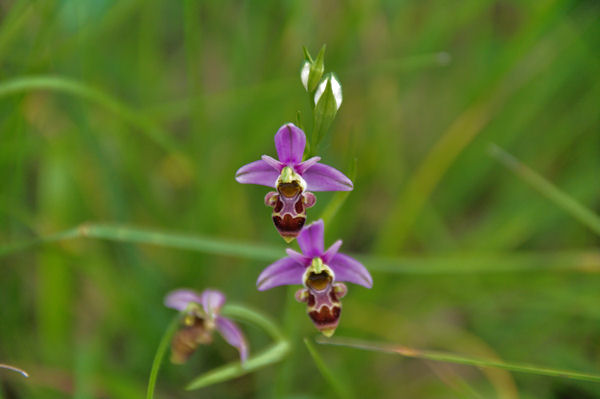 Orchide abeille