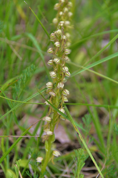 Orchide